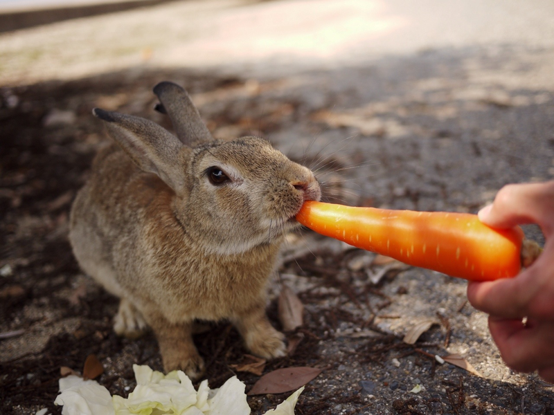 Illustration for article titled Bunny Island Is Cute, Furry, and Depressing